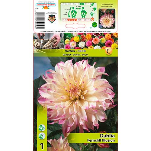 1 Stück, Dahlie Ferncliff Illusion - Stauden: Ilość w opakowaniu: 1 Stück