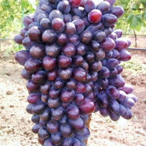 1 Pflanze(n), Weintraube Jupiter - Setzlinge: Ilość w opakowaniu: 1 Pflanze(n)