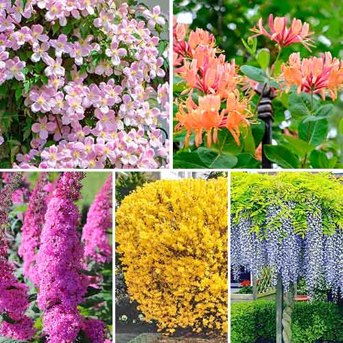 Ziersträucher , Set mit 5 Setzlingen - Setzlinge: Ilość w opakowaniu: 5 Pflanze(n)