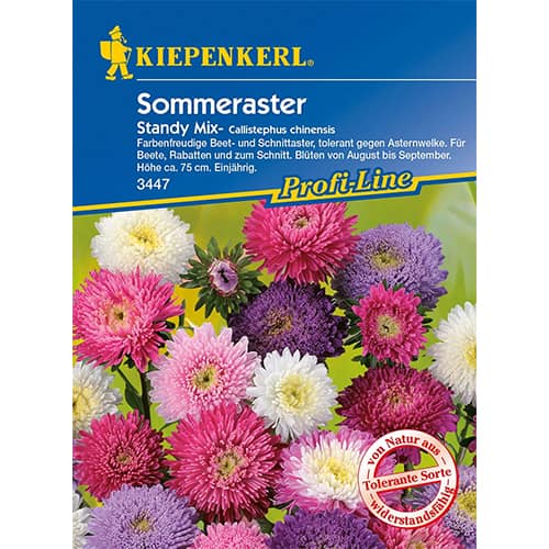 1 szt, Sommeraster Standy - Samen: Ilość w opakowaniu: 1 Stück