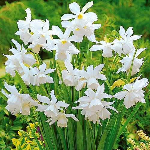 7 Stück, Narzisse Thalia - Blumenzwiebeln: Ilość w opakowaniu: 7 Stück