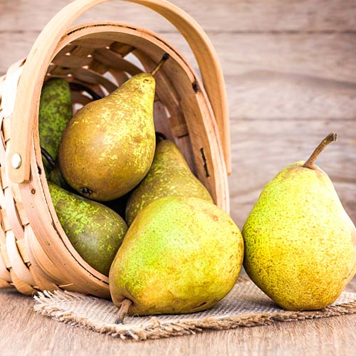 1 Pflanze(n), Birne Abate Fetel, C2 - Setzlinge: Ilość w opakowaniu: 1 Pflanze(n)