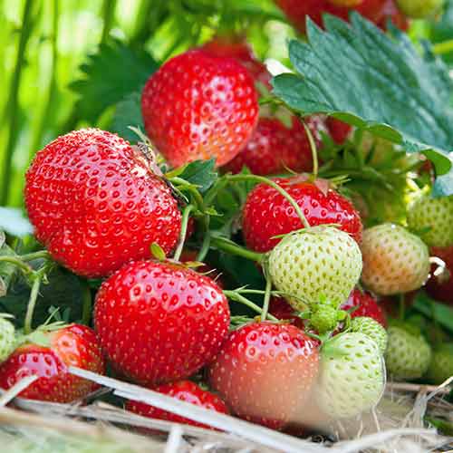 5 Setzling(e), Erdbeeren Vima Tarda - Setzlinge: Ilość w opakowaniu: 5 Setzling(e)