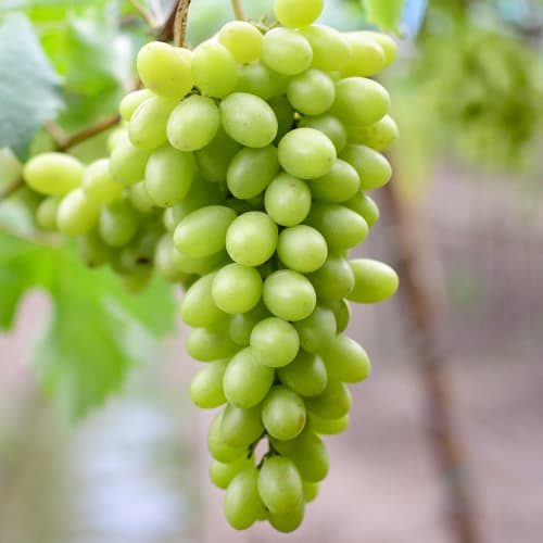 1 Pflanze(n), Weintraube Regina - Setzlinge: Ilość w opakowaniu: 1 Pflanze(n)