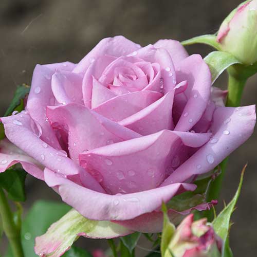 1 Pflanze(n), Großblütige Rose blau-lila - Setzlinge: Ilość w opakowaniu: 1 Pflanze(n)