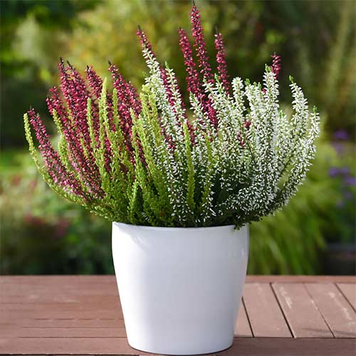 1 Pflanze(n), Besenheide Trio Girls Athene/Hilda/Zelda - Setzlinge: Ilość w opakowaniu: 1 Pflanze(n)