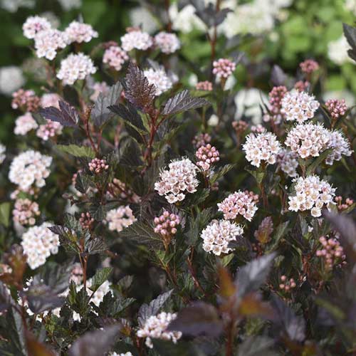 1 Pflanze(n), Blasenspiere Little Devil PBR, C3 - Setzlinge: Ilość w opakowaniu: 1 Pflanze(n)