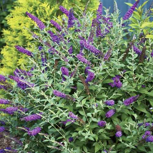 1 Pflanze(n), Buddleia Miss Violet PBR, C3 - Setzlinge: Ilość w opakowaniu: 1 Pflanze(n)