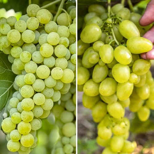 2 Pflanze(n), Promo Set! Weintrauben superfrüh, Set mit 2 Setzlingen - Setzlinge: Ilość w opakowaniu: 2 Pflanze(n)