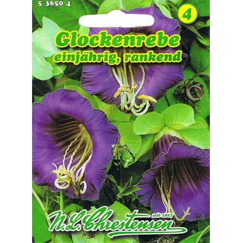 1 szt, Glockenrebe Chrestensen - Samen: Ilość w opakowaniu: 1 Stück