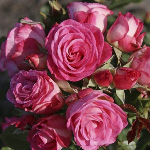 Rosa floribunda Czeslaw Milosz - Plântulas: Ilość w opakowaniu: 1 plant