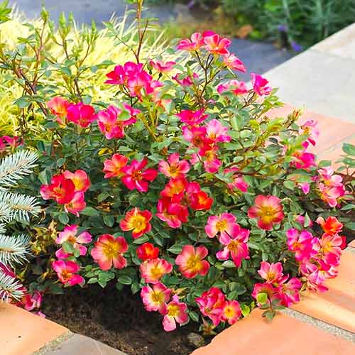 Rosa de flor grande Happy Chappy - Plântulas: Ilość w opakowaniu: 1 plant