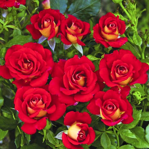 Rosa floribunda Ketchup-Mustard , C5 - Plántulas: Ilość w opakowaniu: 1 plantas