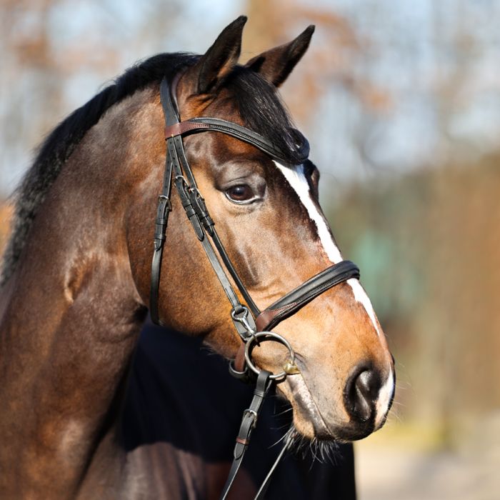 Kavalkade Kavalkade ogłowie EveryDay 24h