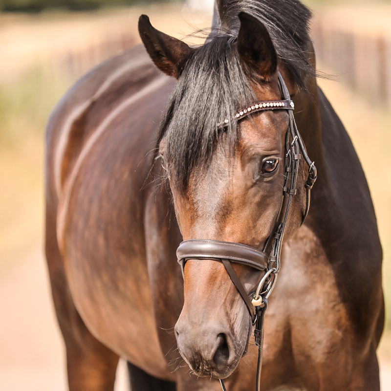 Kavalkade Kavalkade ogłowie Diana 24h
