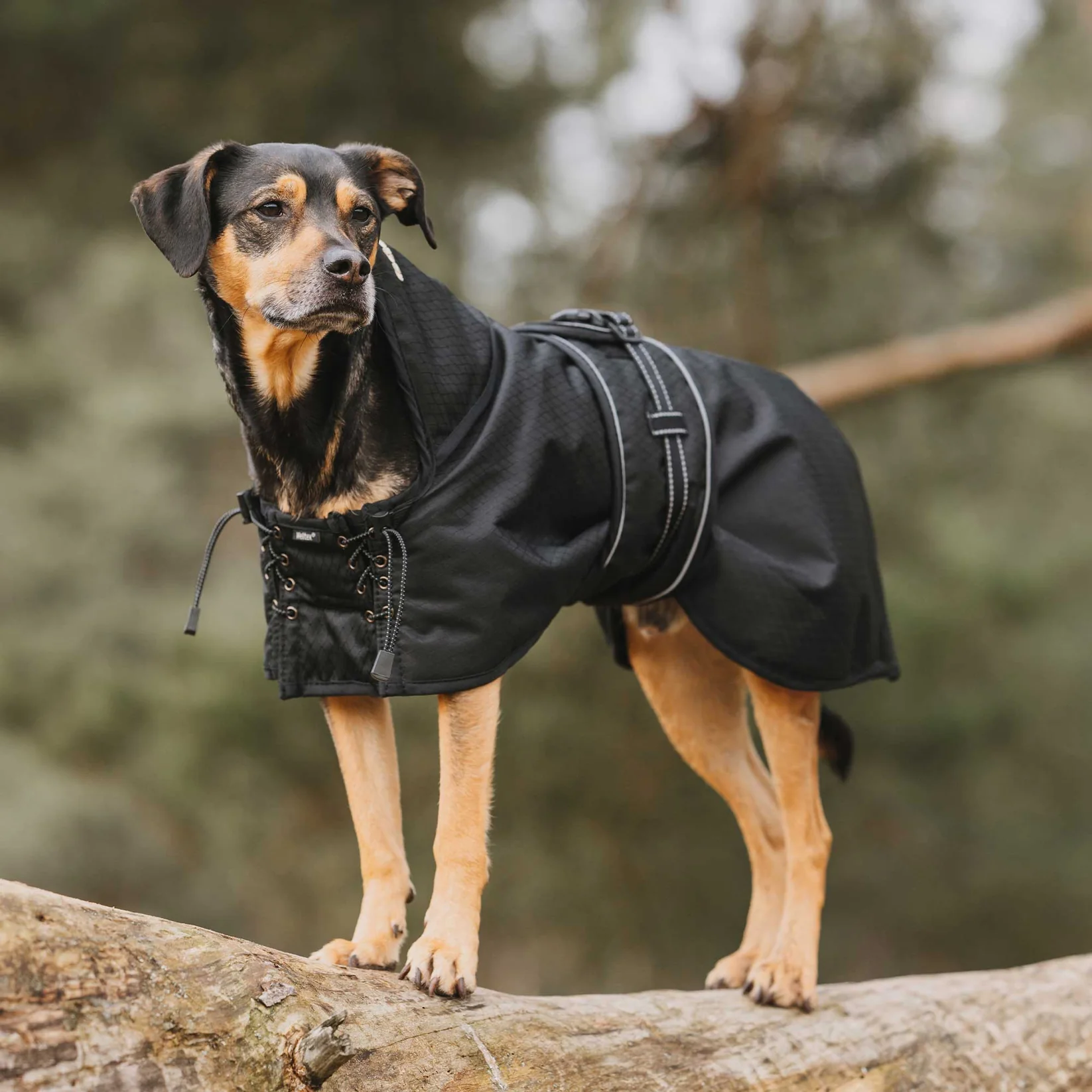 Back on Track Back on Track przeciwdeszczowa kurtka dla psa