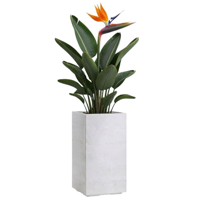 Donica na kółkach Betonique HowHomely kremowy tworzywo sztuczne 30x30x60 cm 1 szt.