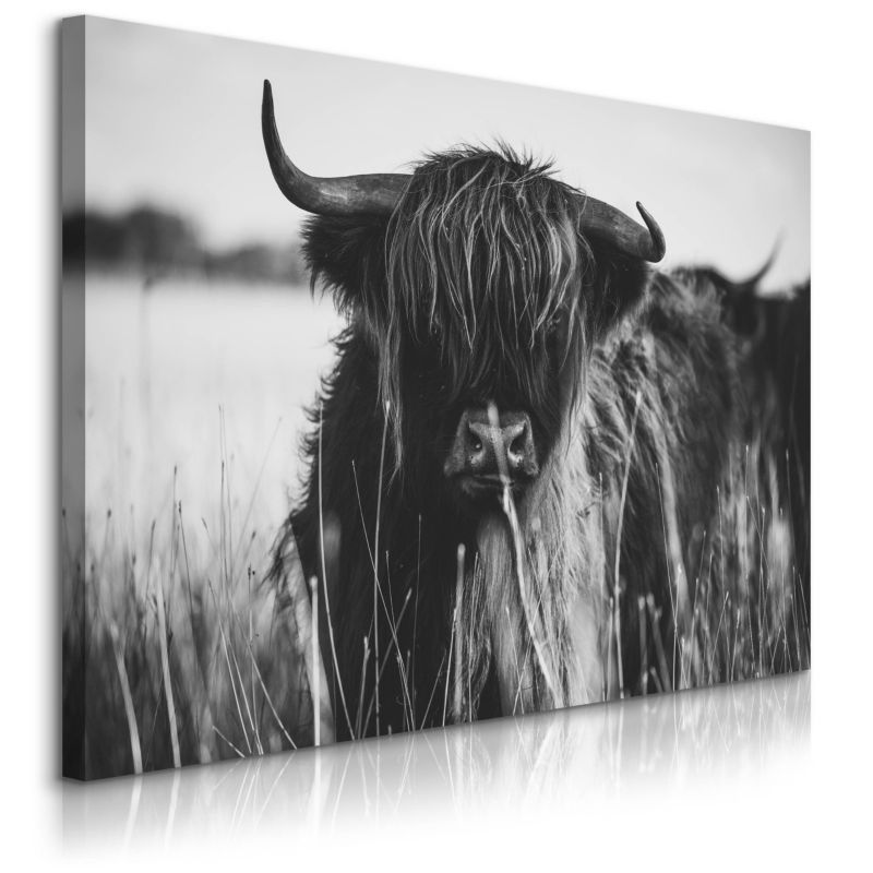 Obraz Muralo Do Sypialni Krowa Szkocka Czarno-Biały Pejzaż Polana Natura 100x70 cm 1 szt.