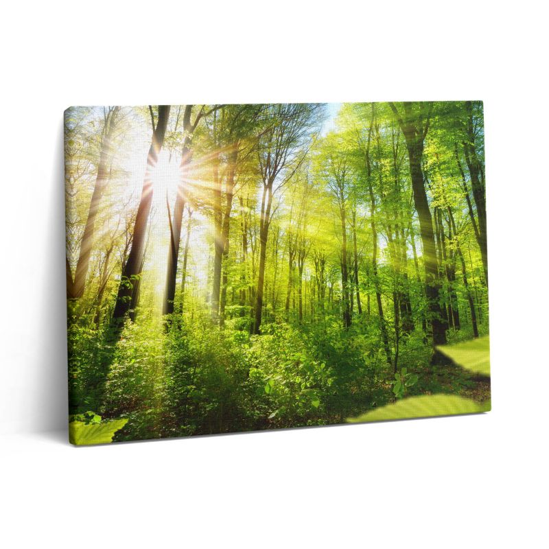 Obraz na płótnie Wallfluent 80x60 cm Promienie słoneczne w lesie 1 szt.