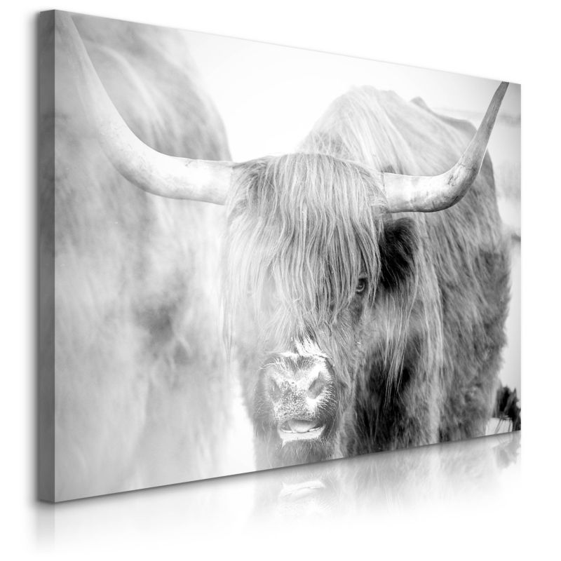 Obraz Muralo Krowa Szkocka Natura Krajobraz We Mgle Zwierzęta 120x80 cm 1 szt.