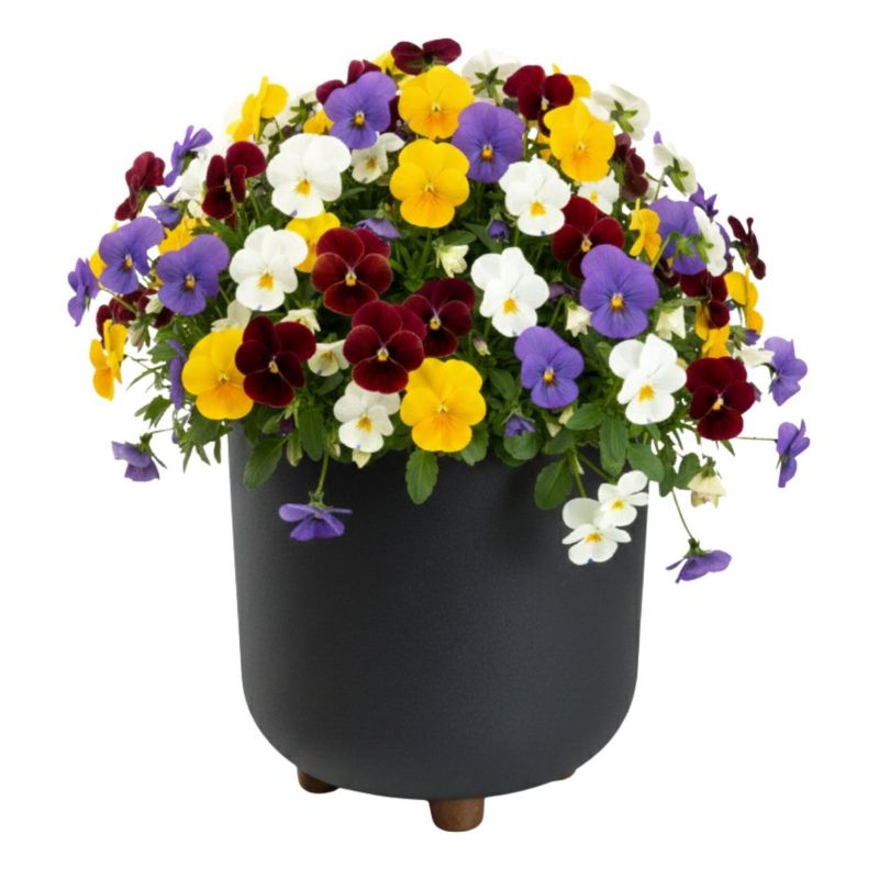 Doniczka plastikowa TERRA HowHomely na nóżkach antracyt owalna 24,2 cm 1 szt.