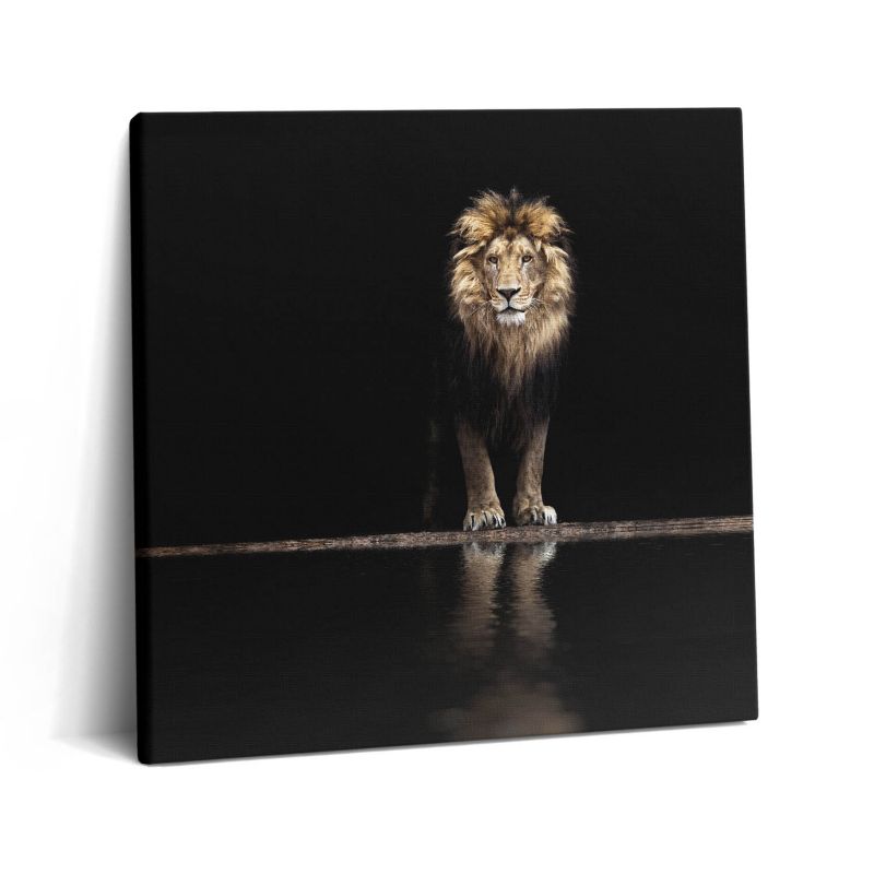 Obraz na płótnie Wallfluent 60x60 cm Samotne zwierzę dziki lew 1 szt.