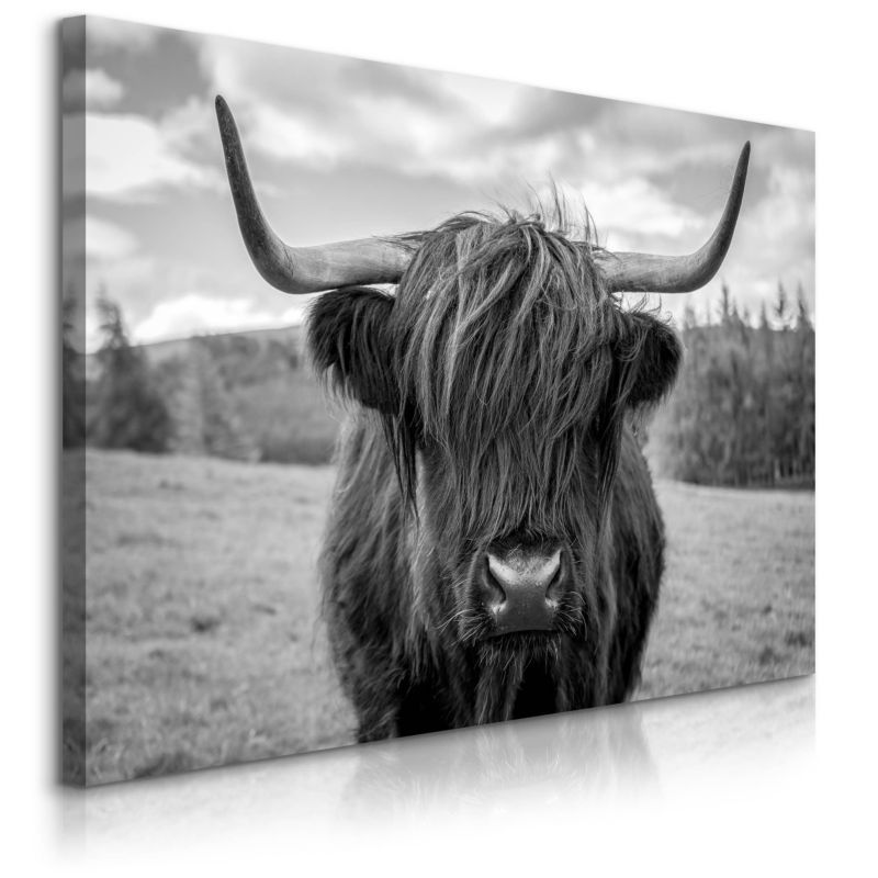 Obraz Muralo Do Sypialni Krowa Szkocka Na Tle Traw Czarno-Biały Pejzaż 100x70 cm 1 szt.