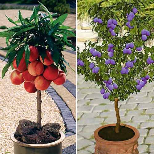 1 szt, Super Oferta! Super słodkie mini drzewka, zestaw 2 odmian: - Sadzonki: Ilość w opakowaniu: 2 opak