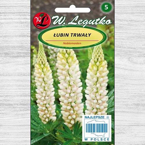 1 szt, Łubin trwały Noblemaiden biały Legutko - Nasiona: Ilość w opakowaniu: 2 g