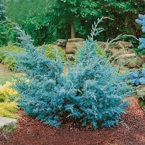 1 sadz, Jałowiec chiński Blue Alps - Sadzonki: Ilość w opakowaniu: 1 sadz