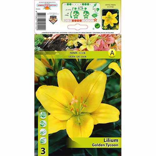 2 szt., Lilia azjatycka Golden Tycoon - Cebule: Ilość w opakowaniu: 2 szt.