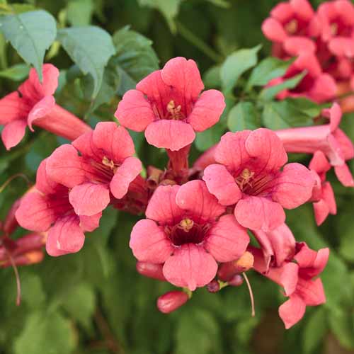 1 sadz, Campsis radicans Gabor, С2 - Sadzonki: Ilość w opakowaniu: 1 sadz