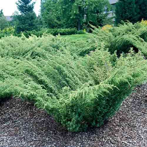 1 sadz, Jałowiec pospolity Barton - Sadzonki: Ilość w opakowaniu: 1 sadz