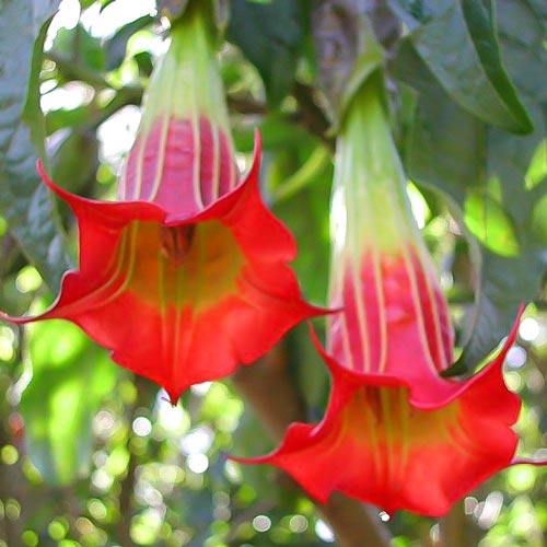 1 sadz, Brugmansia Red - Byliny: Ilość w opakowaniu: 1 sadz