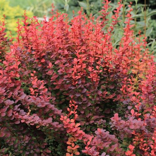 Berberys Thunberga Atropurpurea - Sadzonki: Ilość w opakowaniu: 1 sadz - GradinaMax