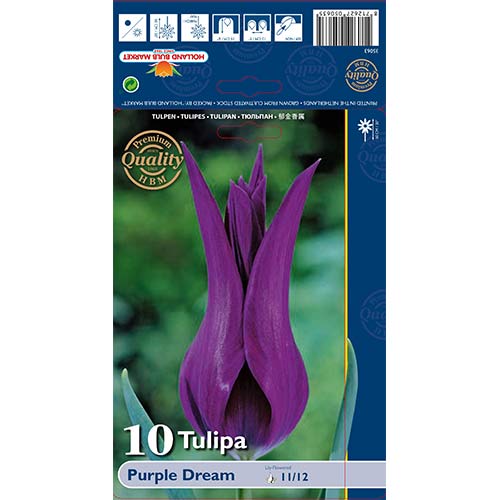 10 szt., Tulipan liliokształtny Purple Dream - Cebule: Ilość w opakowaniu: 10 szt.