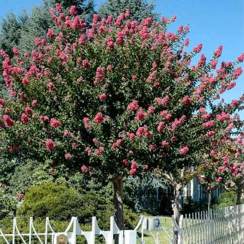 1 sadz, Lagerstremia indyjska Rosea Nova - Sadzonki: Ilość w opakowaniu: 1 sadz