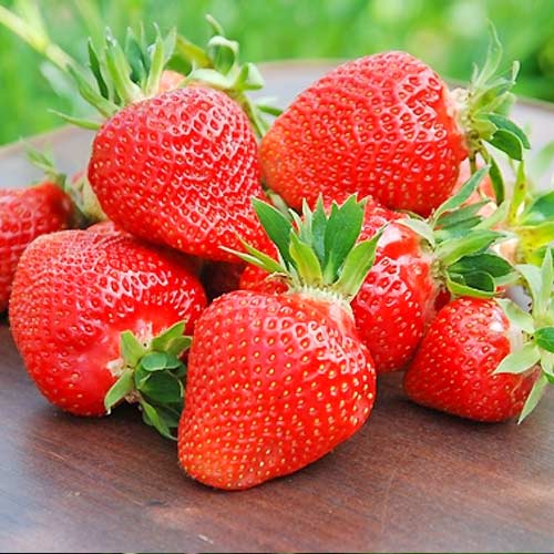 1 szt, Truskawka Clery - Sadzonki: Ilość w opakowaniu: 5 sadz