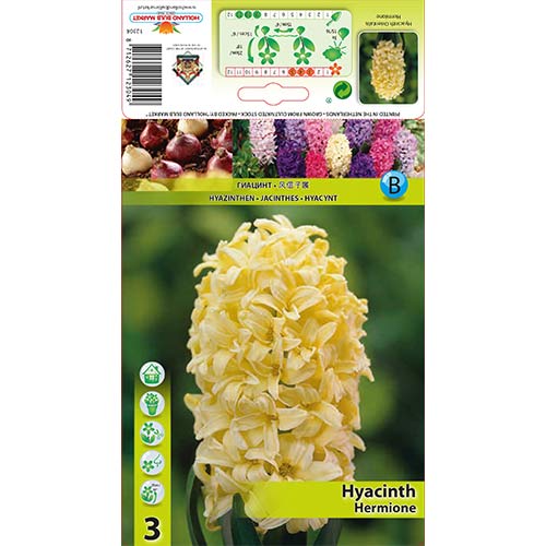 3 szt., Hiacynt Hermione - Cebule: Ilość w opakowaniu: 3 szt.
