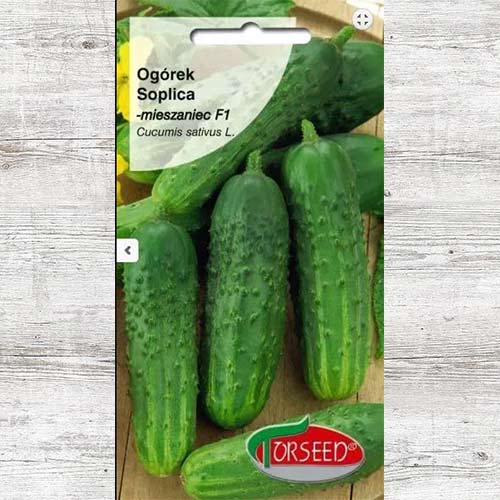1 szt, Ogórek Soplica F1 - Nasiona: Ilość w opakowaniu: 3 g