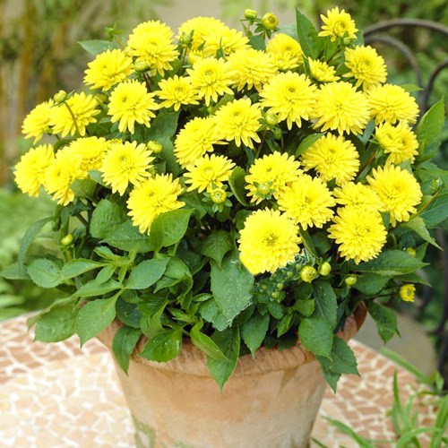 1 szt, Dalia Sunny Glow - Cebule: Ilość w opakowaniu: 1 kłącza