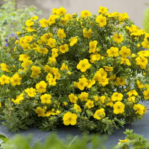 1 sadz, Pięciornik Bella Lindsey - Sadzonki: Ilość w opakowaniu: 1 sadz