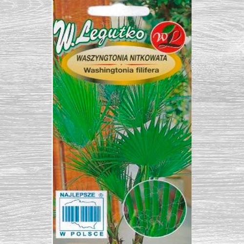 1 szt, Waszyngtonia palma - Nasiona: Ilość w opakowaniu: 5 szt