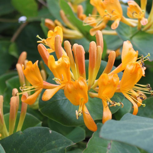 1 szt., Wiciokrzew Tellmana - Sadzonki: Ilość w opakowaniu: 1 szt.