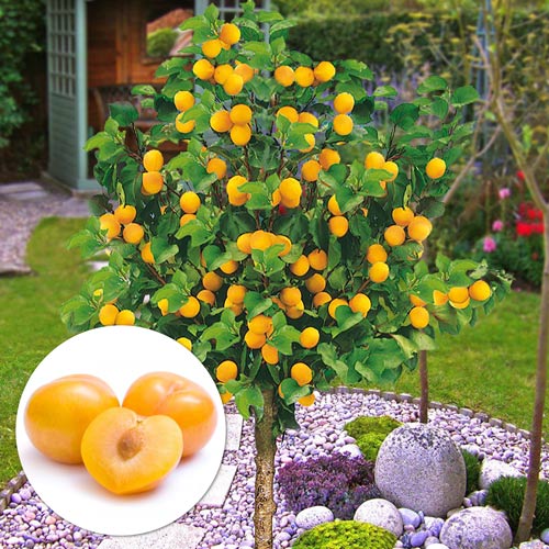 1 szt, Mini Śliwa Gold Dust - Sadzonki: Ilość w opakowaniu: 1 sadz