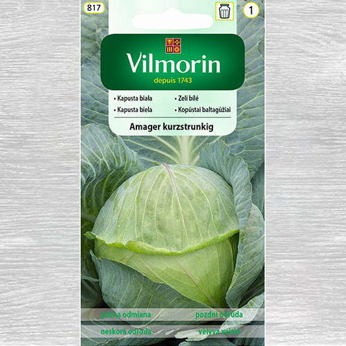 1 szt, Kapusta głowiasta biała Amager Kurzstrunkig - Nasiona: Ilość w opakowaniu: 2 g