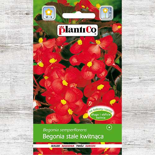 1 szt, Begonia stale kwitnąca, intensywnie czerwona - Nasiona: Ilość w opakowaniu: 0.02 g