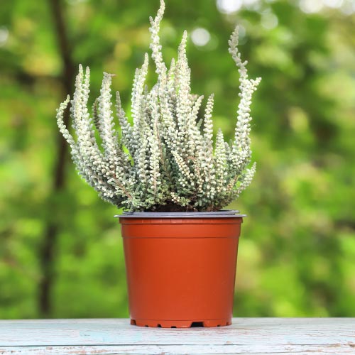 1 sadz, Wrzos pospolity Betty - Sadzonki: Ilość w opakowaniu: 1 sadz