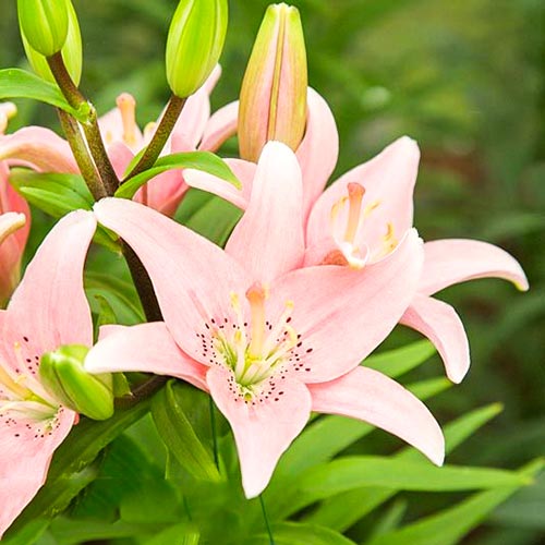 1 szt, Lilia Elodie - Cebule: Ilość w opakowaniu: 2 szt.