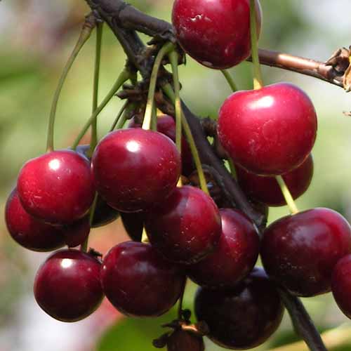 1 sadz, Wiśnia Lutowka - Sadzonki: Ilość w opakowaniu: 1 sadz